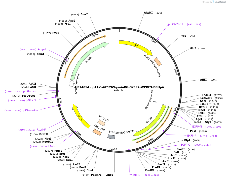 243101-plasmid-map-sequence-id-525474