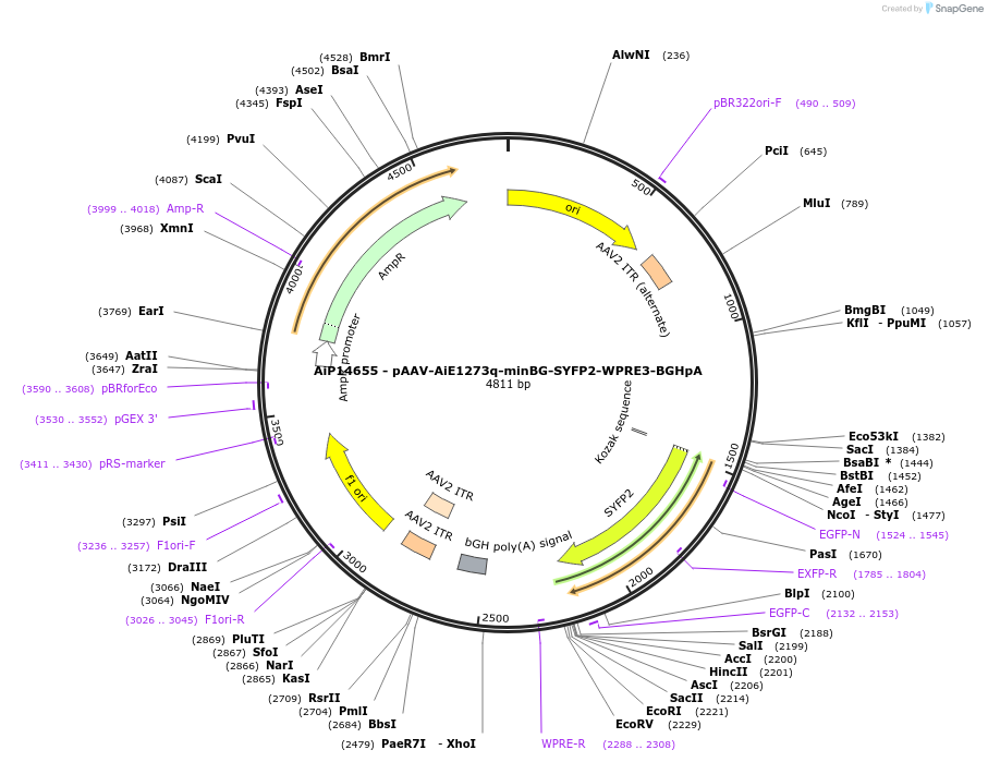 243102-plasmid-map-sequence-id-525475