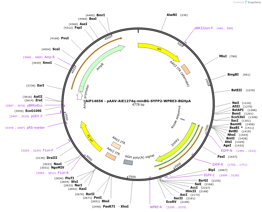 243103-plasmid-map-sequence-id-525476