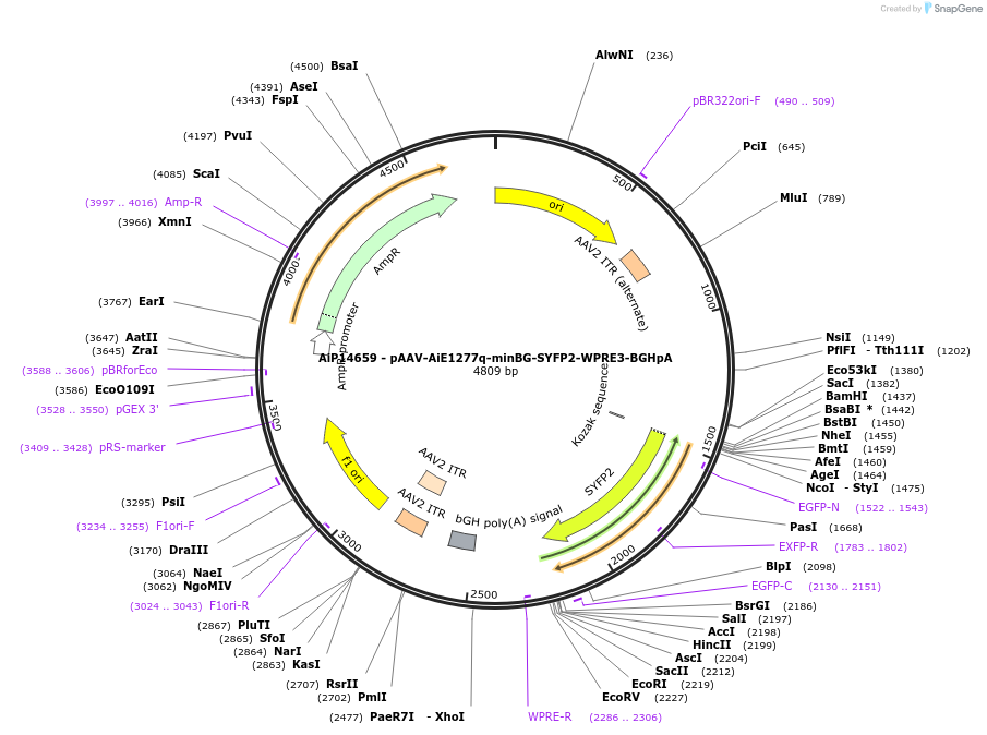 243104-plasmid-map-sequence-id-525477