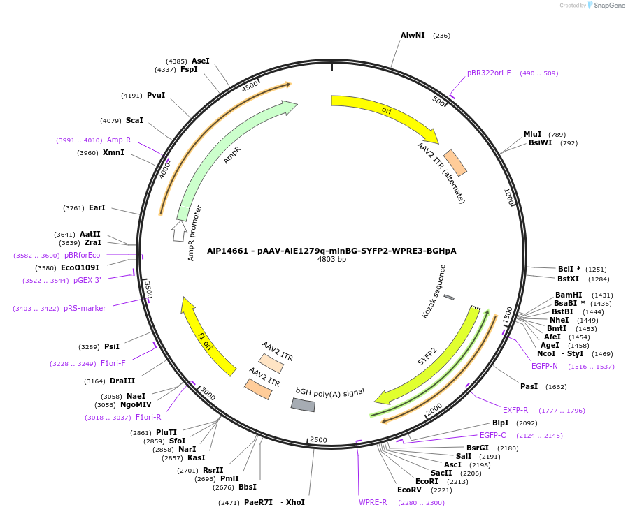 243105-plasmid-map-sequence-id-525478