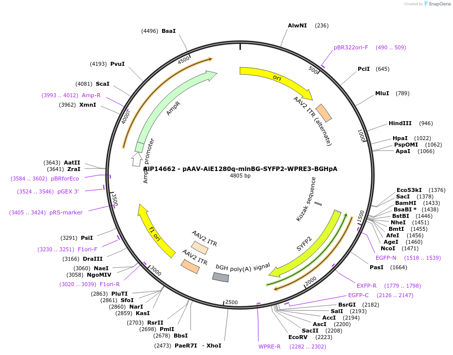 243106-plasmid-map-sequence-id-525479