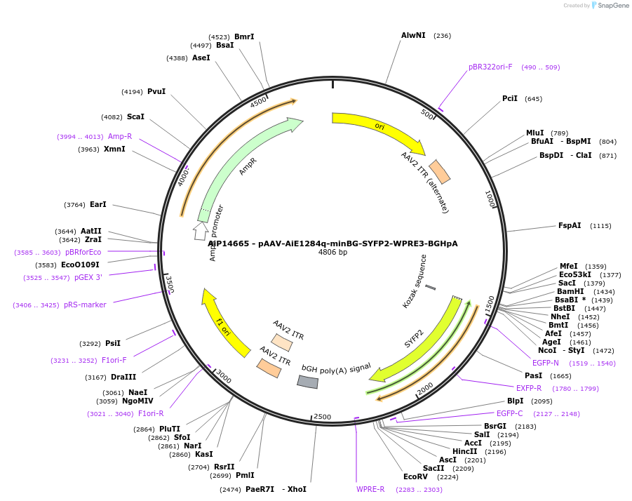 243107-plasmid-map-sequence-id-525480