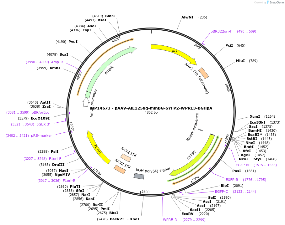 243109-plasmid-map-sequence-id-525481