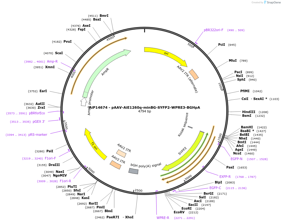 243110-plasmid-map-sequence-id-525482