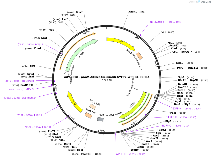 243182-plasmid-map-sequence-id-525483