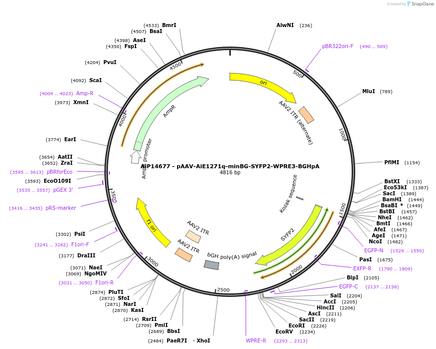 243112-plasmid-map-sequence-id-525484