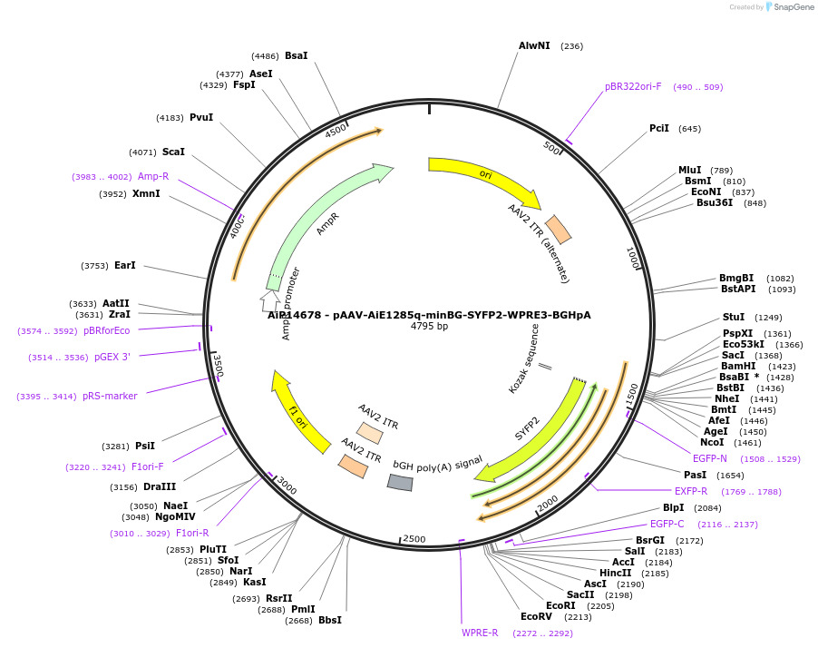 243113-plasmid-map-sequence-id-525485