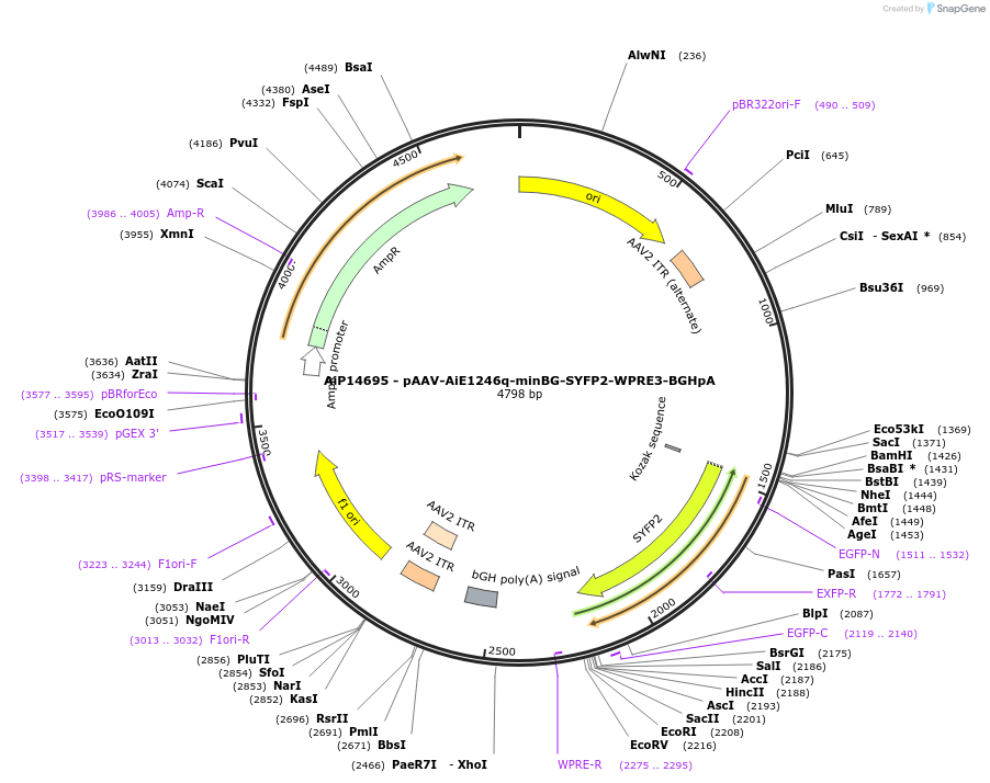 243114-plasmid-map-sequence-id-525486