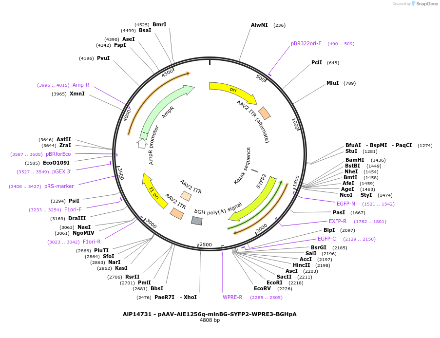 243115-plasmid-map-sequence-id-525487