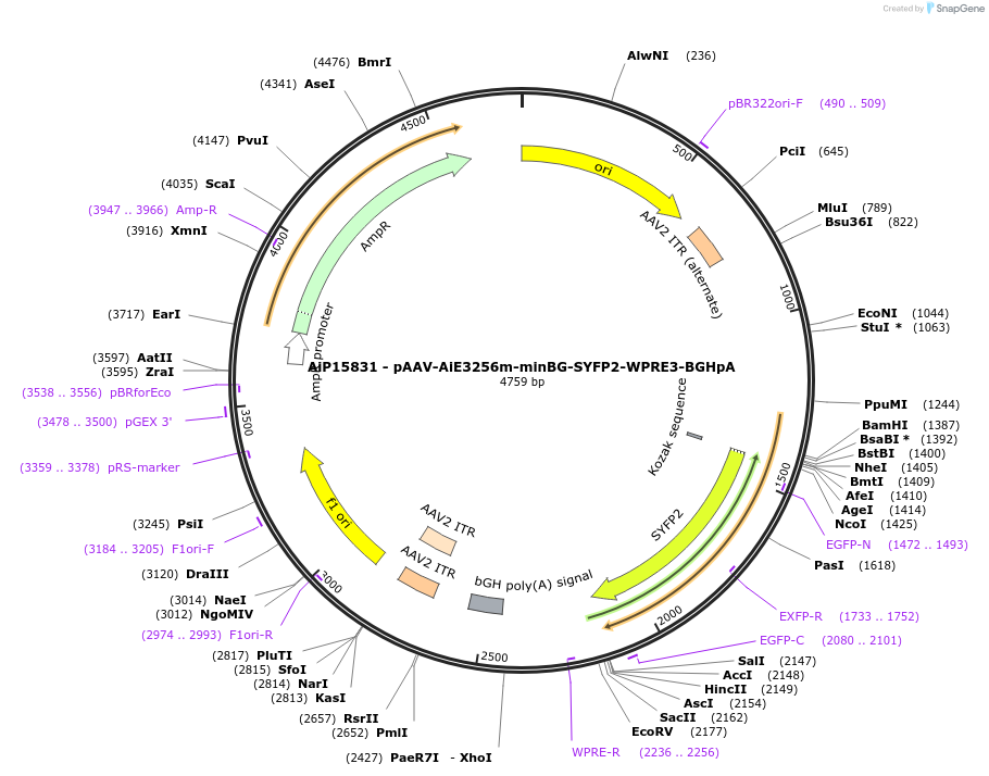 243183-plasmid-map-sequence-id-525488