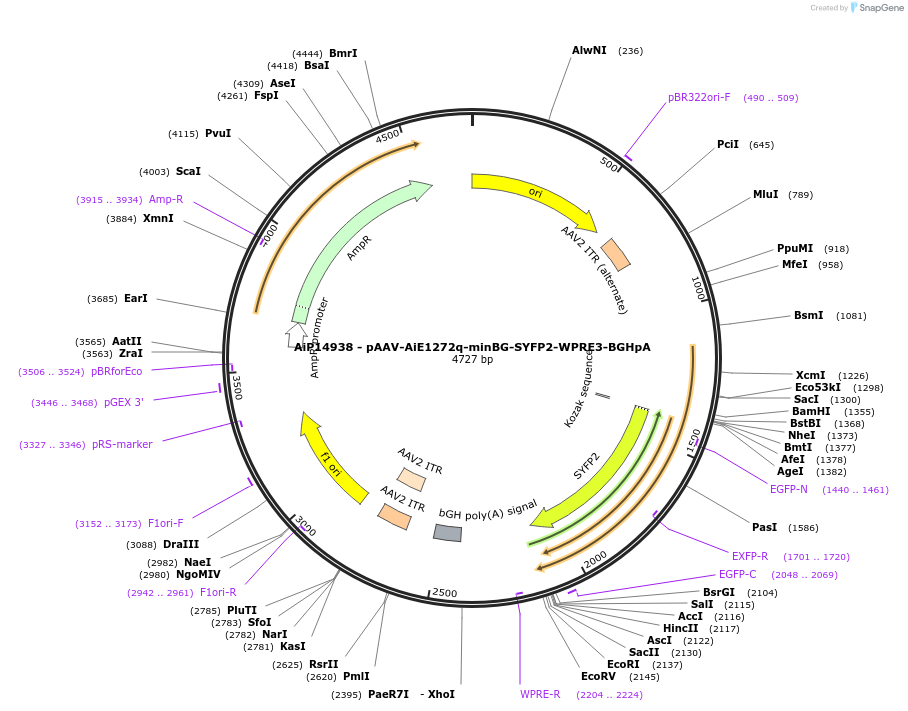 243117-plasmid-map-sequence-id-525489