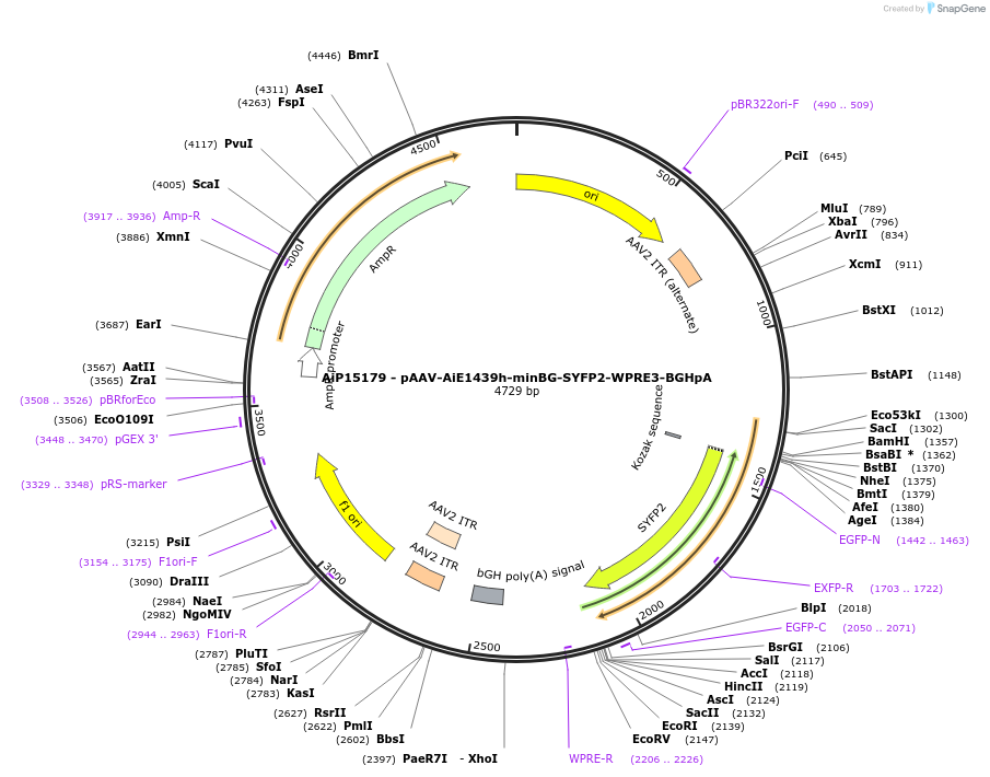 243118-plasmid-map-sequence-id-525490