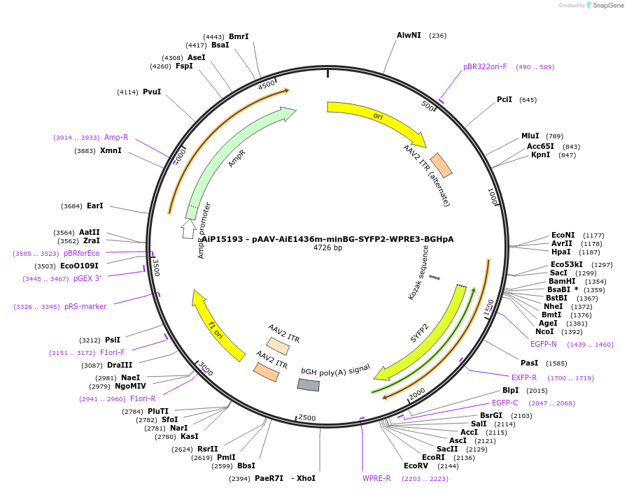243119-plasmid-map-sequence-id-525491