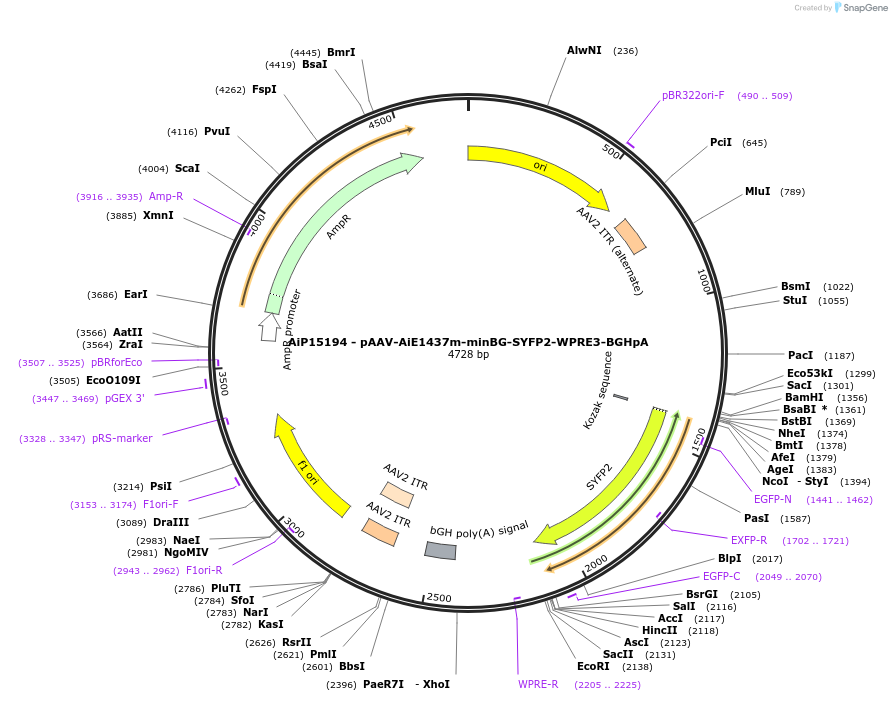 243120-plasmid-map-sequence-id-525492