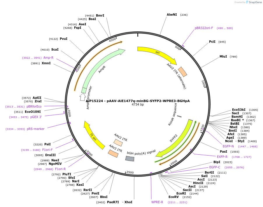 243123-plasmid-map-sequence-id-525493