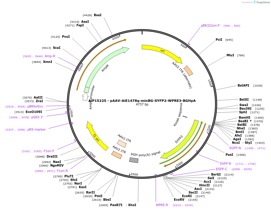 243124-plasmid-map-sequence-id-525494