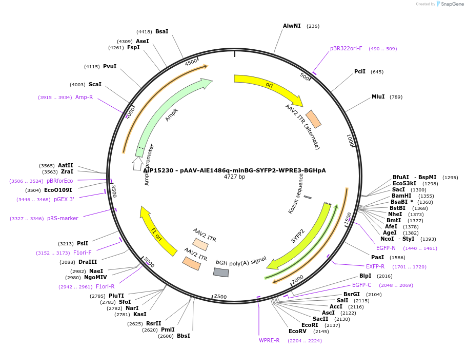 243126-plasmid-map-sequence-id-525495