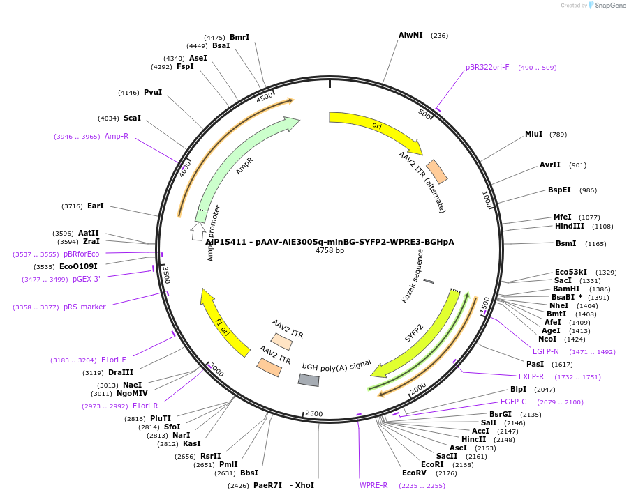 243128-plasmid-map-sequence-id-525496