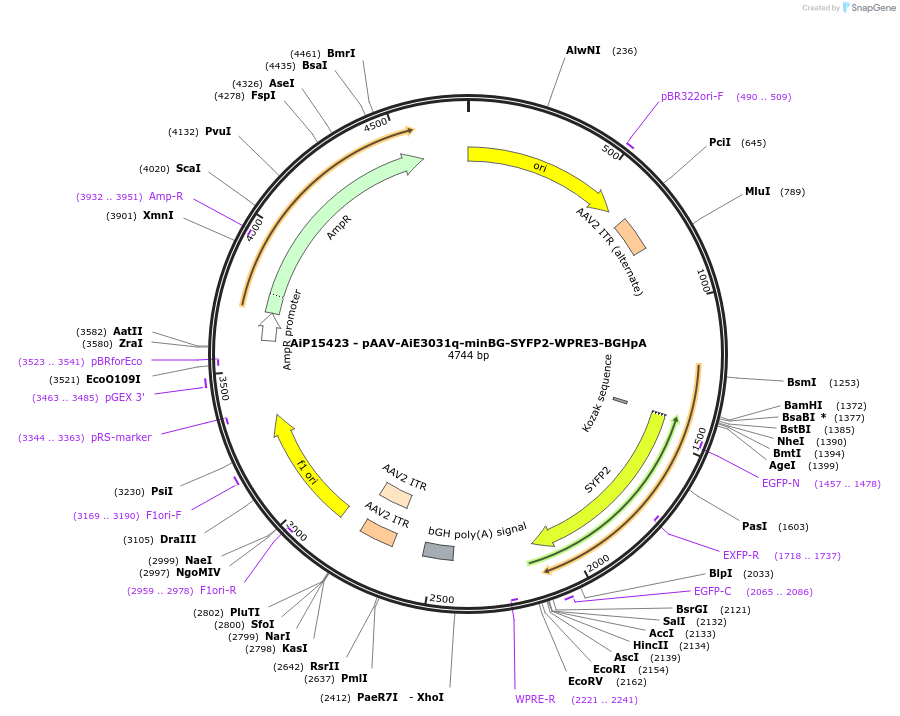 243131-plasmid-map-sequence-id-525497