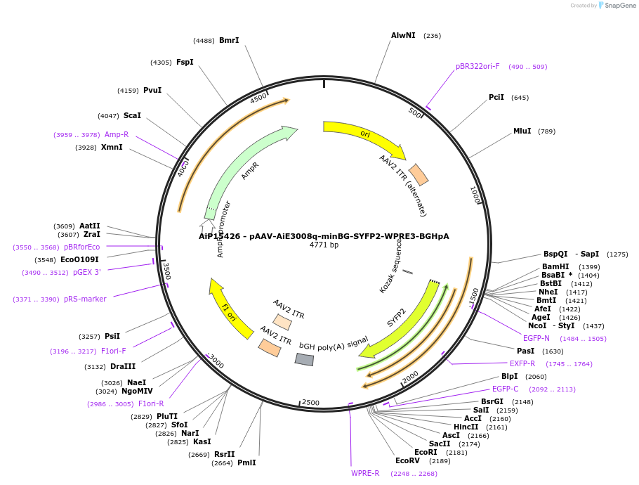 243132-plasmid-map-sequence-id-525498