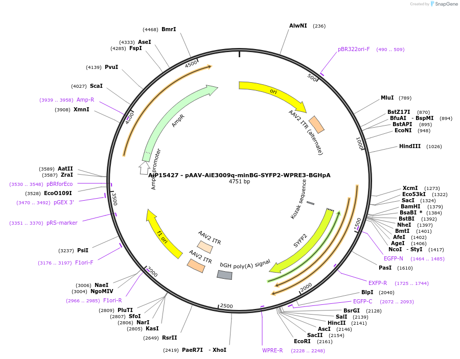 243133-plasmid-map-sequence-id-525499