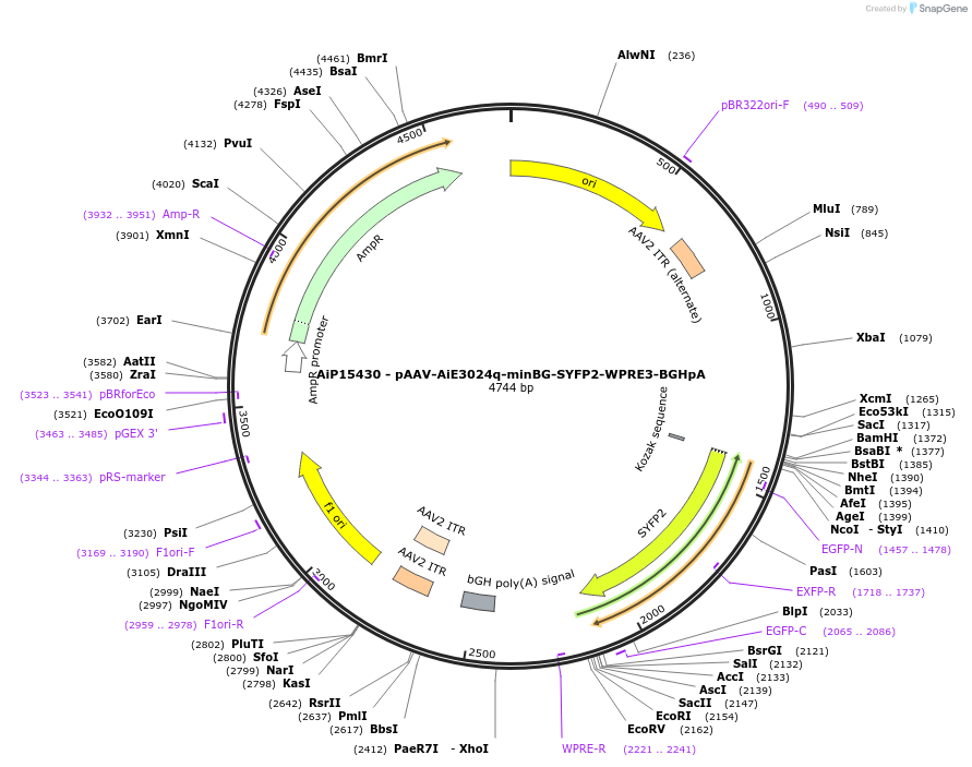 243135-plasmid-map-sequence-id-525501