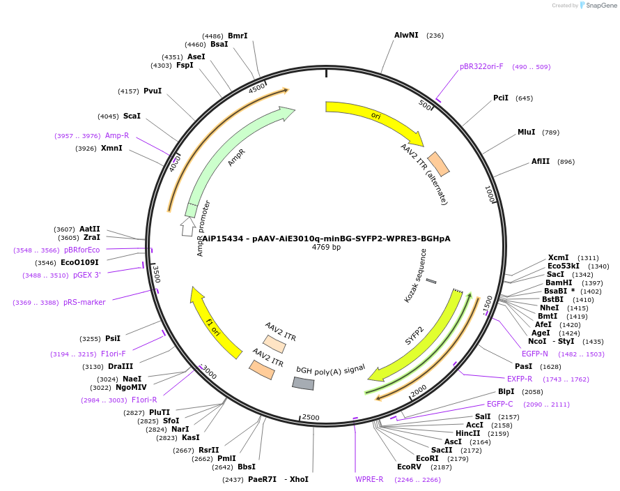 243136-plasmid-map-sequence-id-525502
