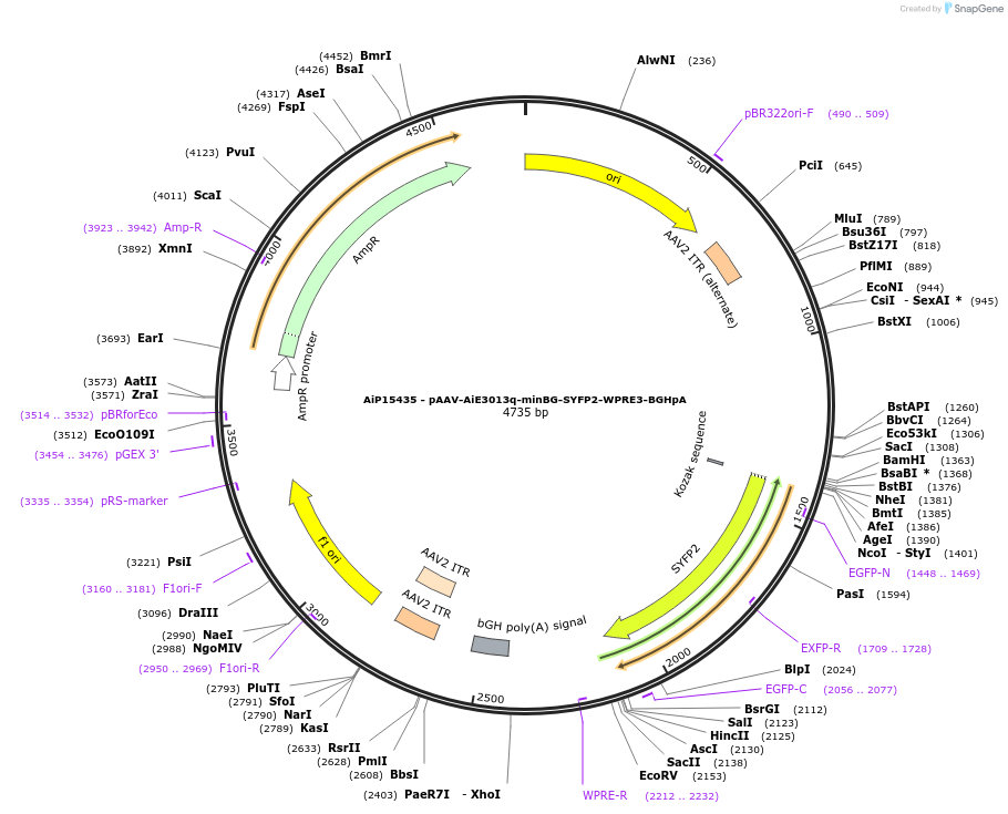 243137-plasmid-map-sequence-id-525503