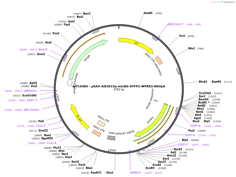 243138-plasmid-map-sequence-id-525504