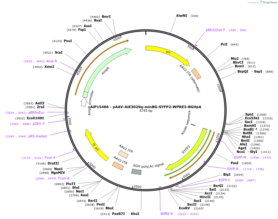 243139-plasmid-map-sequence-id-525505