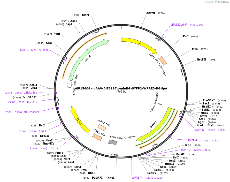 243140-plasmid-map-sequence-id-525506