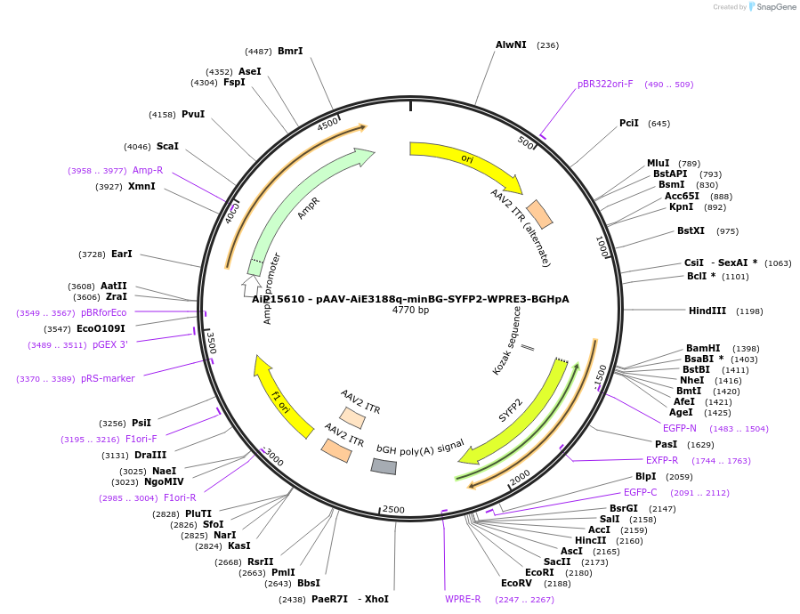 243141-plasmid-map-sequence-id-525507
