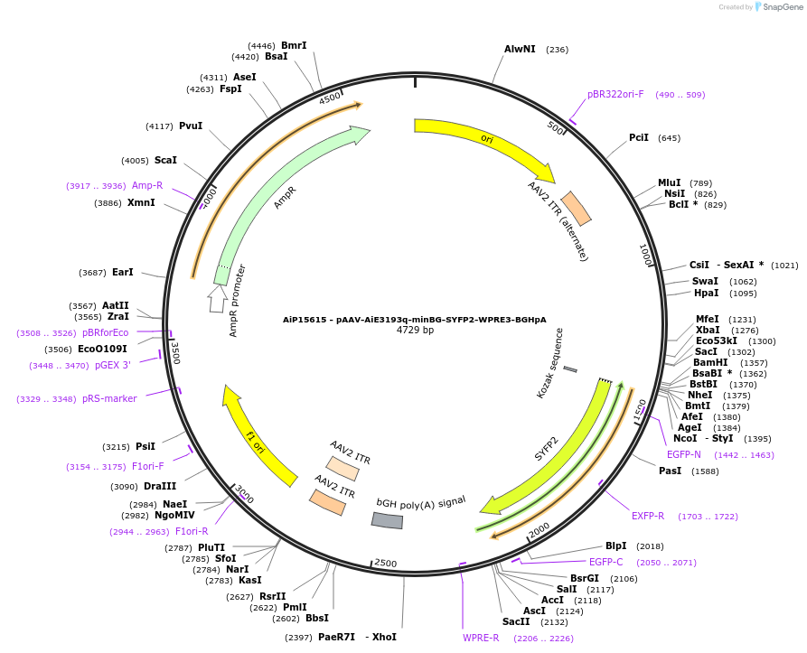 243143-plasmid-map-sequence-id-525508