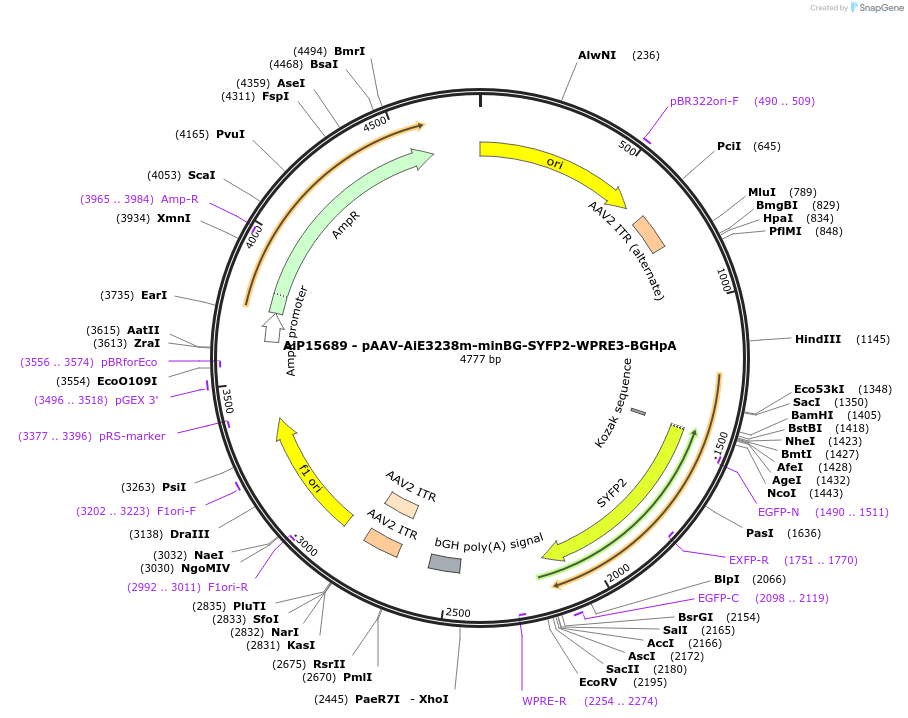 243147-plasmid-map-sequence-id-525510