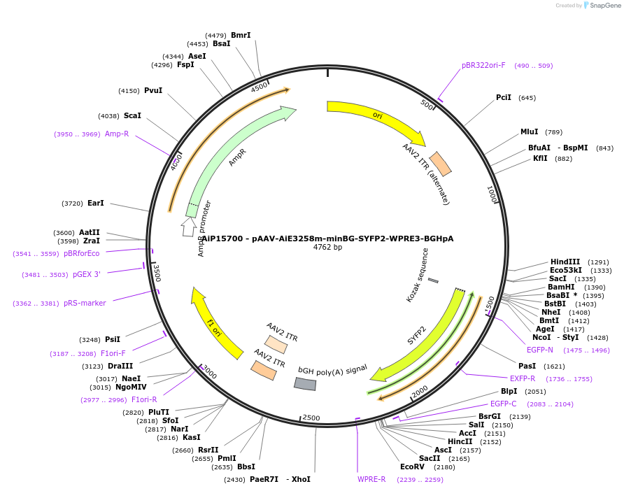243150-plasmid-map-sequence-id-525512
