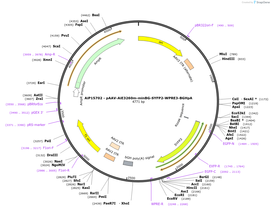 243152-plasmid-map-sequence-id-525513
