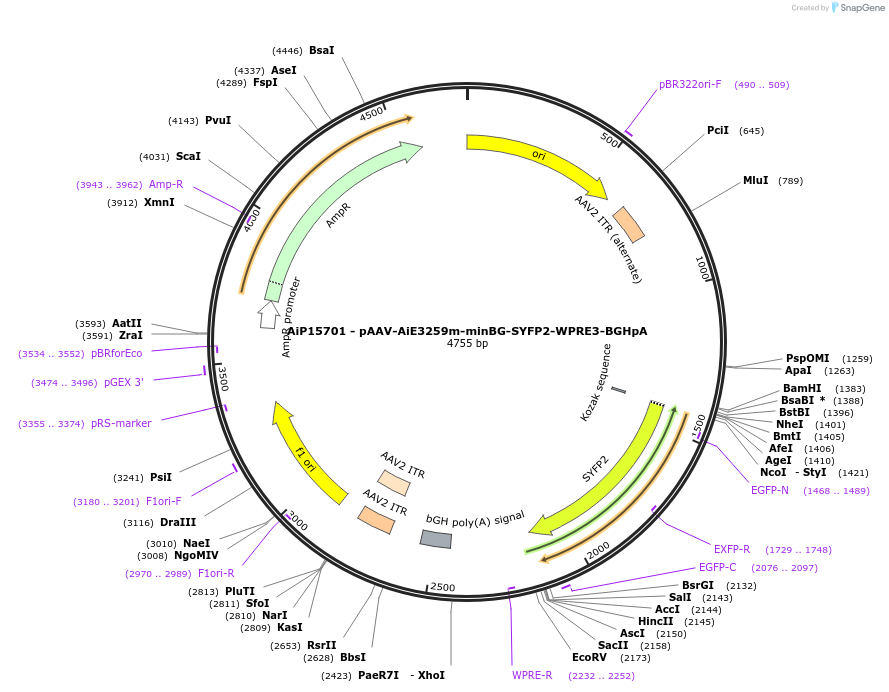 243151-plasmid-map-sequence-id-525514