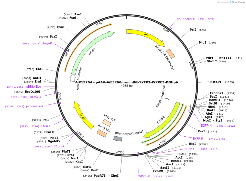 243154-plasmid-map-sequence-id-525515