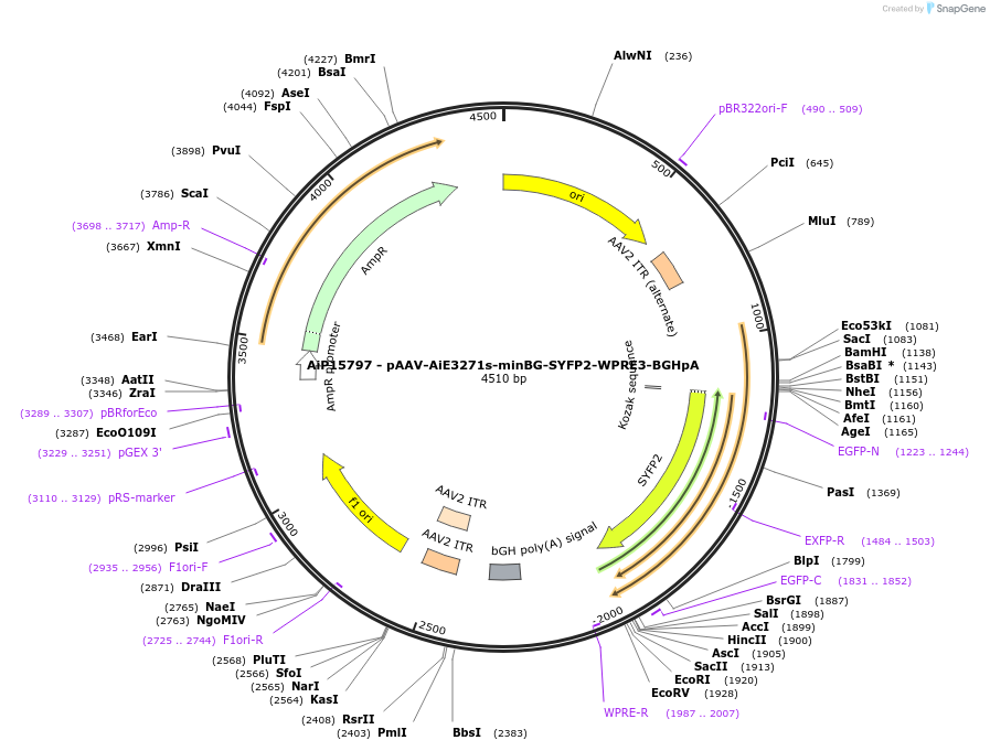 243180-plasmid-map-sequence-id-525516