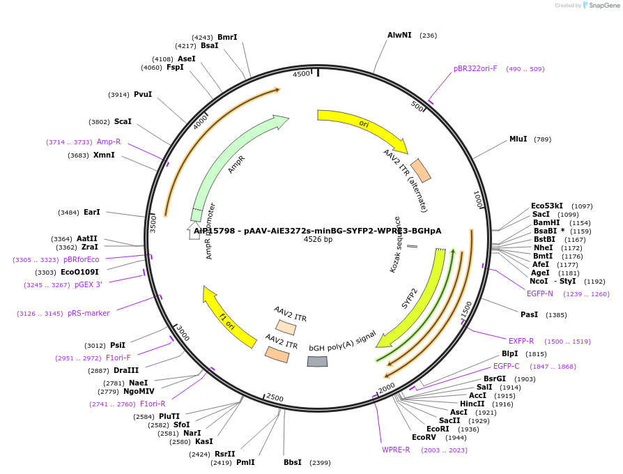 243181-plasmid-map-sequence-id-525517