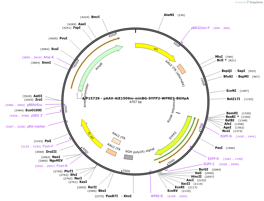 243157-plasmid-map-sequence-id-525518