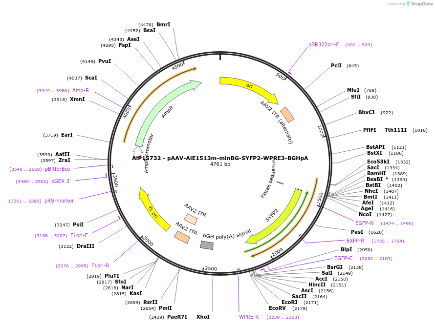 243159-plasmid-map-sequence-id-525519