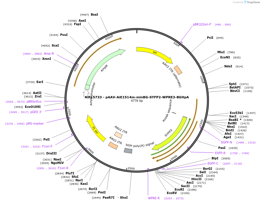243160-plasmid-map-sequence-id-525520