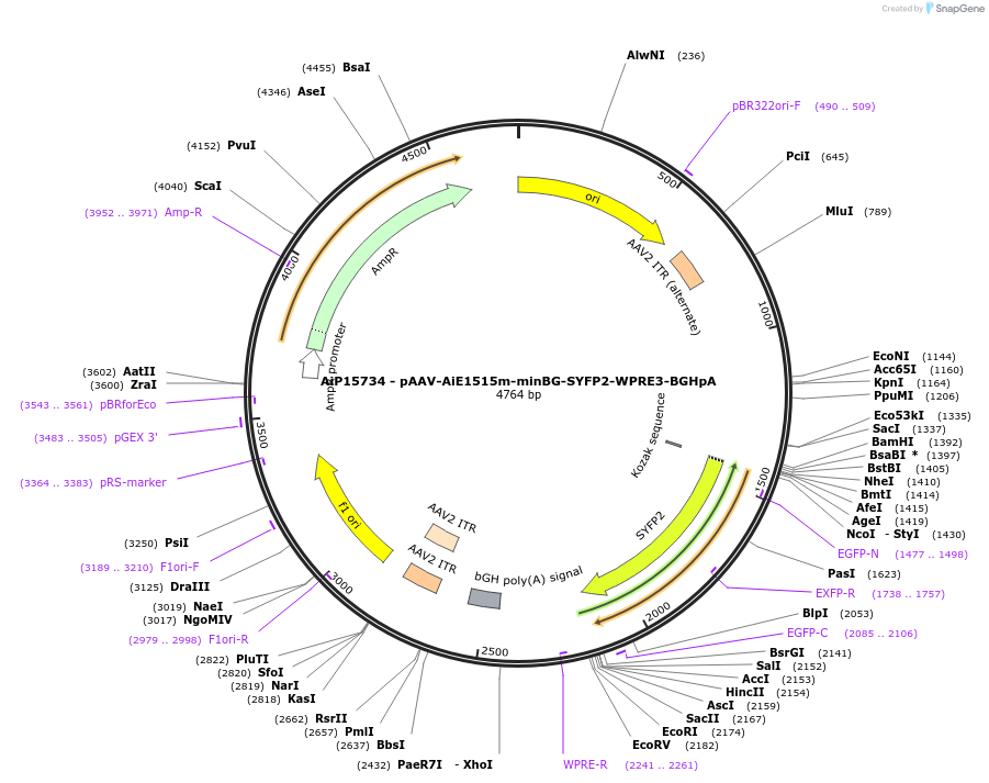 243161-plasmid-map-sequence-id-525521