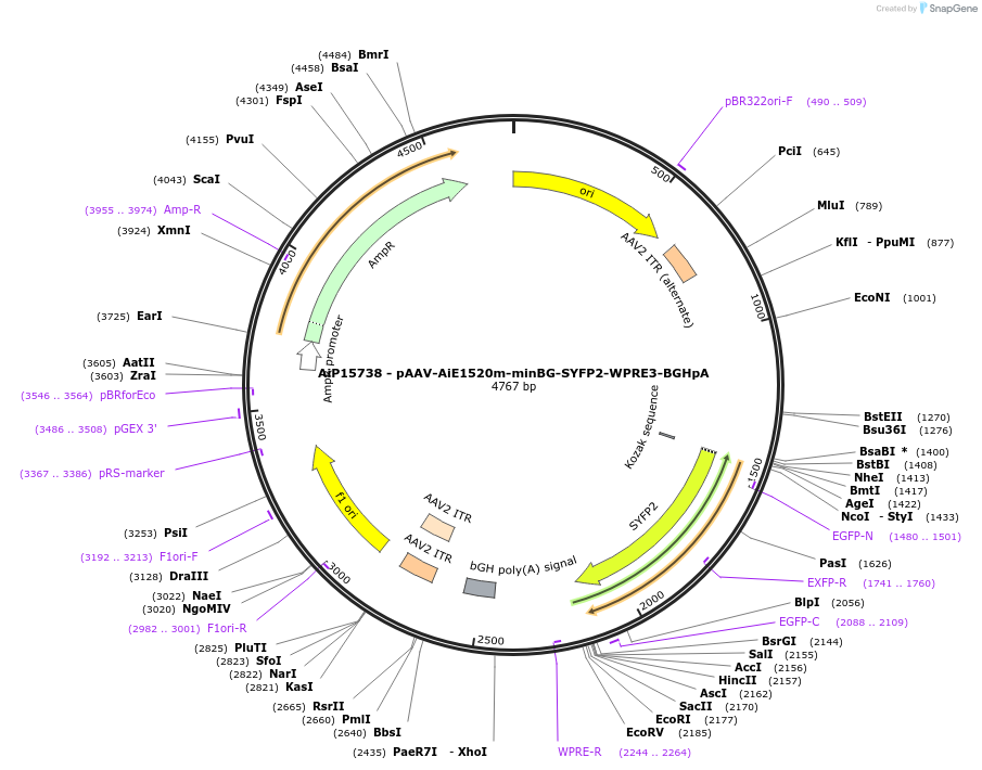 243164-plasmid-map-sequence-id-525523
