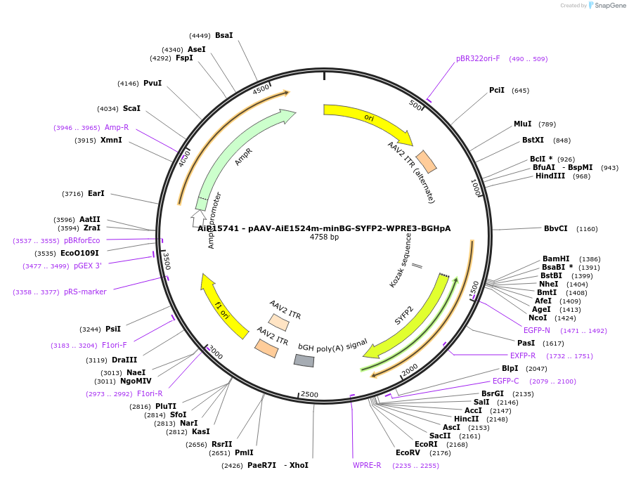 243165-plasmid-map-sequence-id-525524