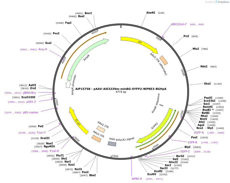 243166-plasmid-map-sequence-id-525525