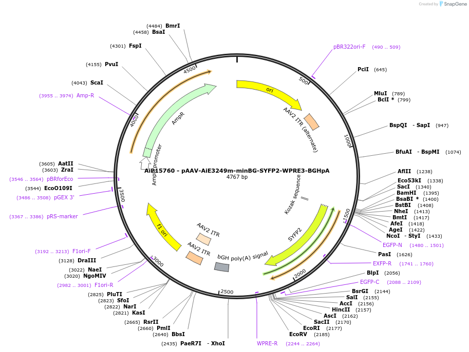 243167-plasmid-map-sequence-id-525526