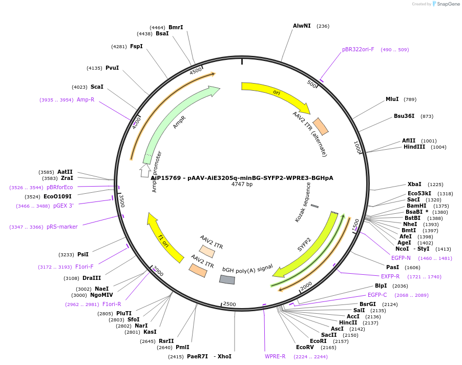 243168-plasmid-map-sequence-id-525527